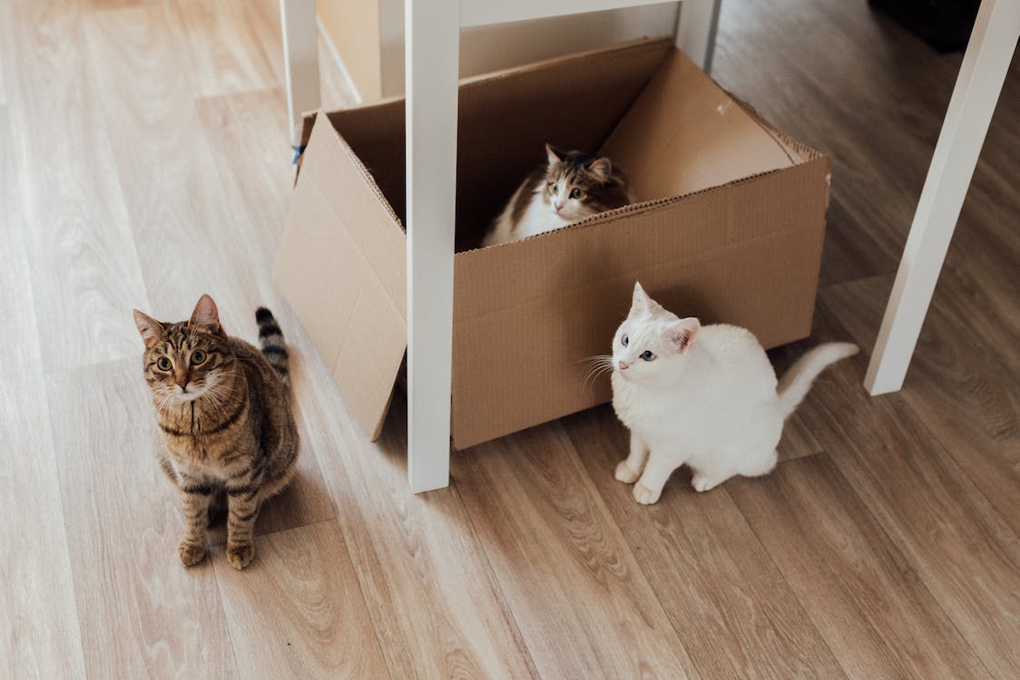 Tips for moving with pets